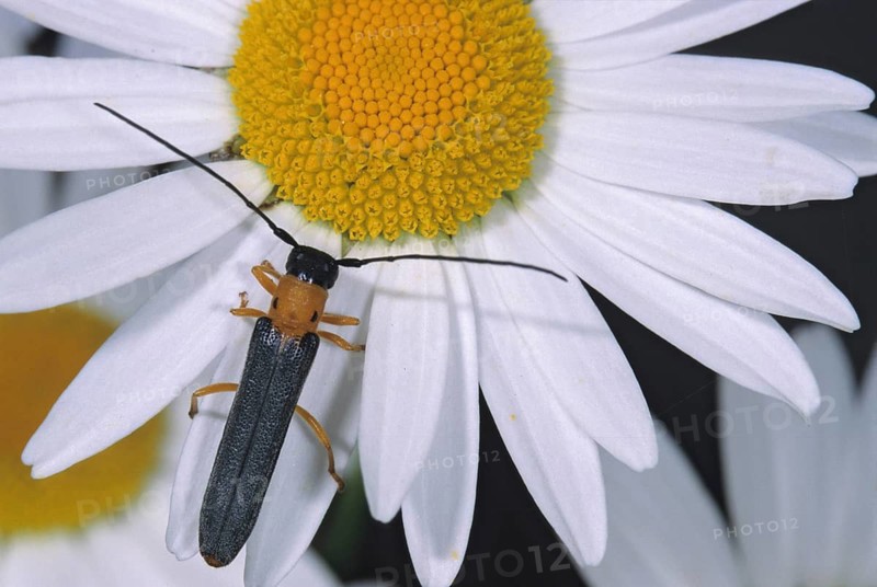 Honeysuckle linebuck, hedgehog lineborn, oberea pupillata, root-spotted lineborn, beetle, longhorn beetle, insects, beetles