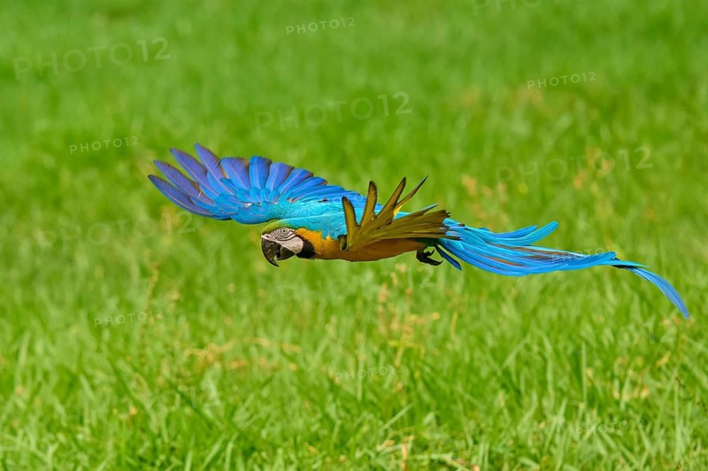 A parrot in flight with outstretched wings over a green meadow, Yellow-breasted Macaw (Ara ararauna), Bonito, Pantanal, Brazil