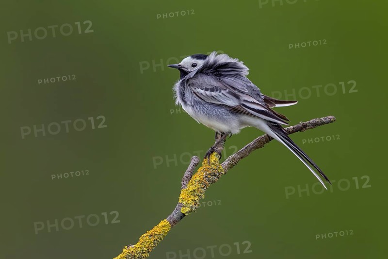 A white wagtail (Motacilla alba) perched on an elder branch covered in lichen on a stormy day, storm, wind, perched, May, Germany