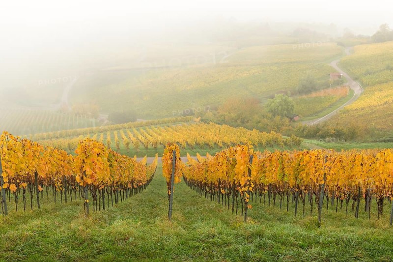 Foggy vineyard with yellow leaves and green meadows in hills, Korb im Rems Valley, Baden-Württemberg, Germany