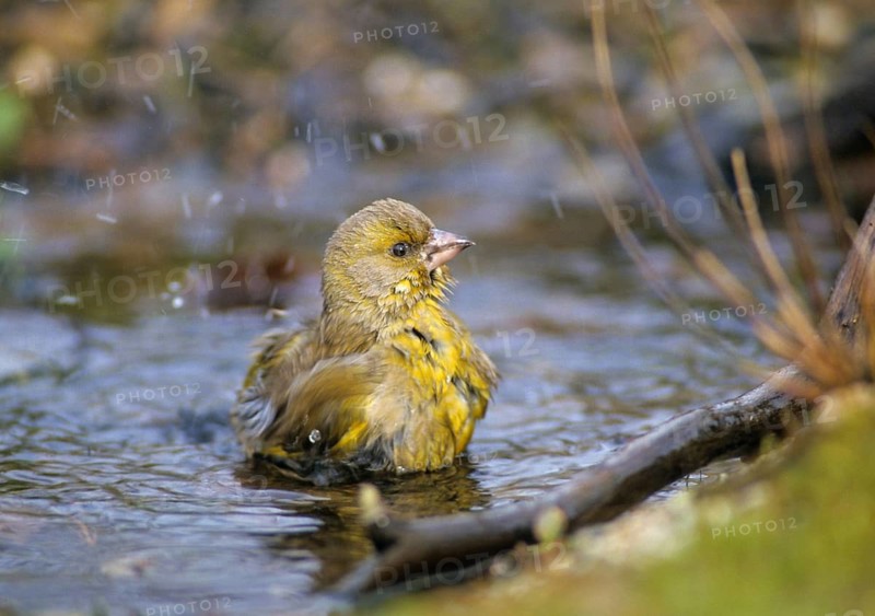 Carduelis chloris, chloris chloris, greenfinch, greenfinch, greenfinch, birds, male, passeri, songbirds, birds