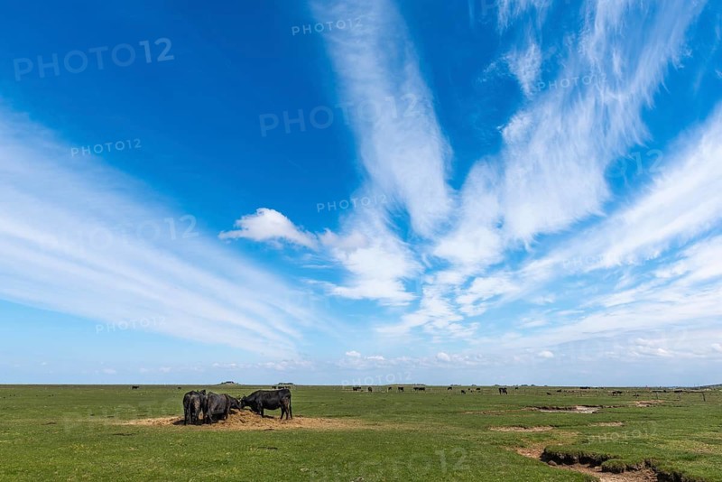 Livestock on Hallig Langeneß, Schleswig-Holstein Wadden Sea National Park, Halligen Biosphere, North Frisia, salt marshes, cattle, fodder, blue sky, Schleswig-Holstein, Germany