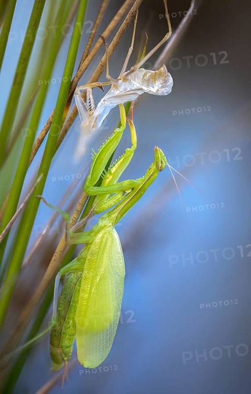 European mantis, European praying mantis, mantis religiosa, mantodea, mantodea, high size, portrait, molting, insects, praying mantis, hatching