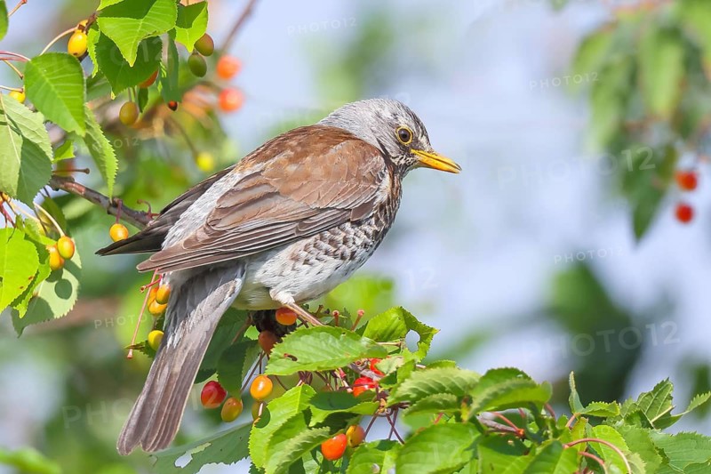 Common fieldfare (Turdus pilaris), an adult bird eating cherries, Altmühlsee, Altmühltal, Franconian Lake District, Middle Franconia, Franconia, Bavaria, Germany