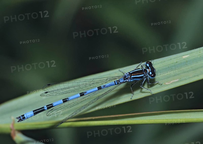 Coenagrion Mercuriale, Helmet Azuremaid, Southern Damselfly, Damselflies, Dragonflies, FFH, Insects, Dragonflies, Male, Odonata, Zygoptera