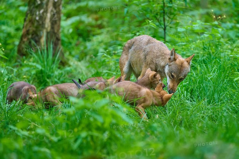 A female wolf looking after her pups in the forest, summer, wolf (Canis lupus), Germany