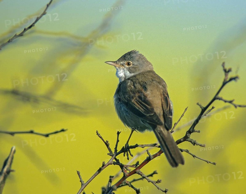 Warbler, Sylvia Communis, Whitethroat, Birds, Song, Leo, Male, Passeri, Singing, Songbirds, Birds