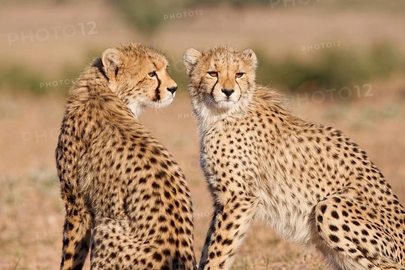 Cheetahs (Acinonyx jubatus), mother (right) with her cub, sitting in the dry grassland, looking around, alert, golden evening light, Kgalagadi Transfrontier Park, Northern Cape, South Africa