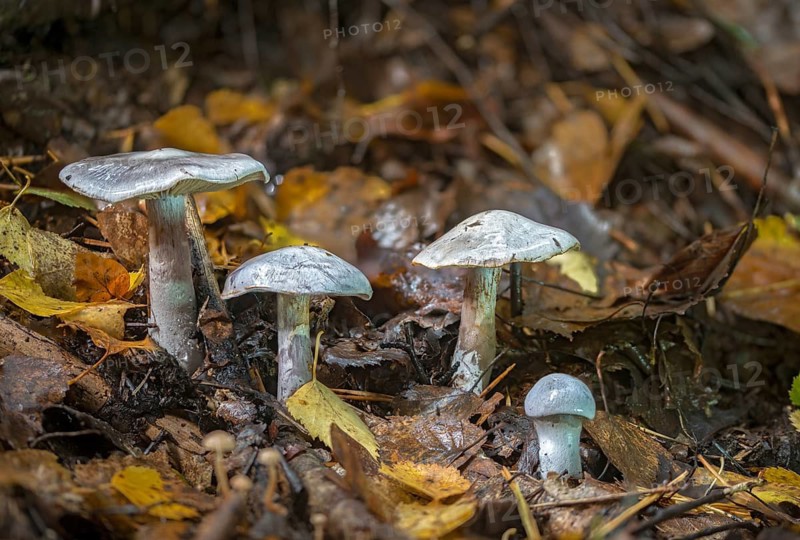 Agaricus albo-violaceus, agaricus alboviolaceu, cortinarius alboviolaceus, dickfuss, gomphos alboviolaceus, inoloma alboviolaceum, pearly webcap, white-violet dickfoot, fungi, fungi, mushrooms