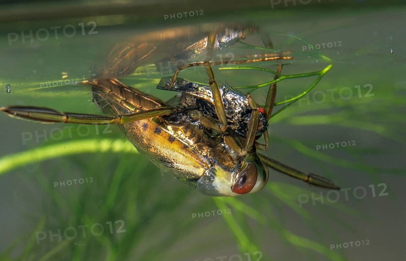 Common backswimmer, Notonecta glauca, water boatman, aquatic, prey, capture, fly, insects, bugs, water bugs