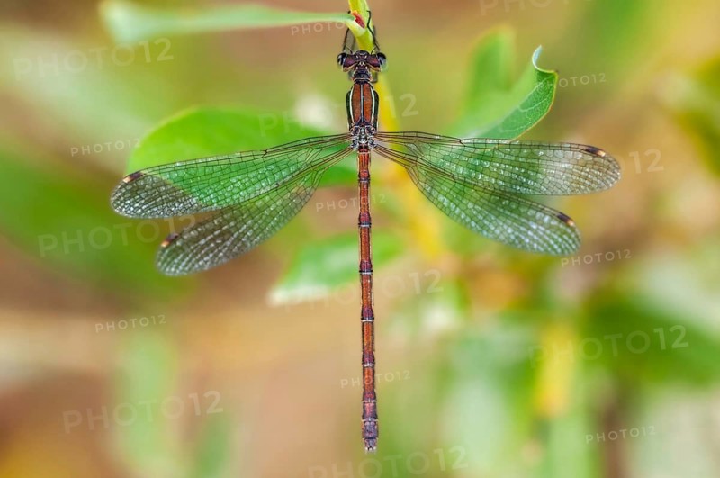 Brandenburg, Germany, Lestes Barbarus, Migrant Spreadwing, National Natural Heritage, Grünhaus Nature Paradise, Shy Emerald Damselfly, Southern Emerald Damselfly, Southern Ruismaid, Post-Mining Landscape, Damselflies, Dragonflies, Greenhouse, Insects, Dragonflies, Odonata, Zygoptera