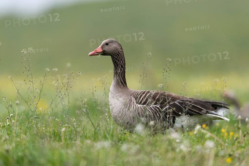 Anser Anser, Greylag or Graylag Goose, Grelag Goose, Anatidae, Birds, Duckbirds, Goose, Geese, Birds, Waterbirds