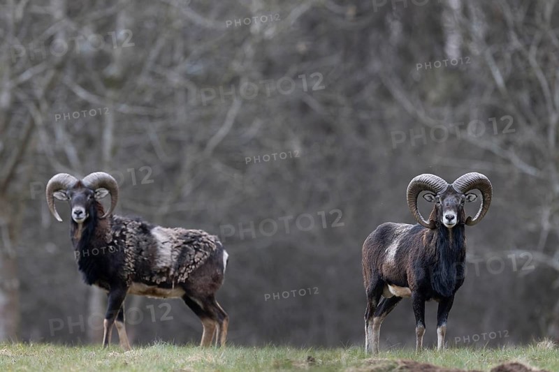 Mouflon, muffle, mouffle game in the Eifel, Rhineland-Palatinate, Germany