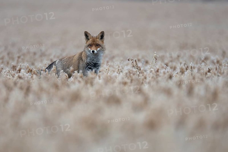 Red fox (Vulpes vulpes), Bitburg, Rhineland-Palatinate, Germany