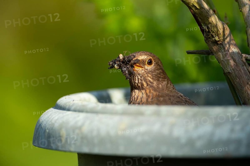 European blackbird (Turdus merula) adult female bird collecting insects and grubs for food from a garden plant pot in spring, Suffolk, England, United Kingdom