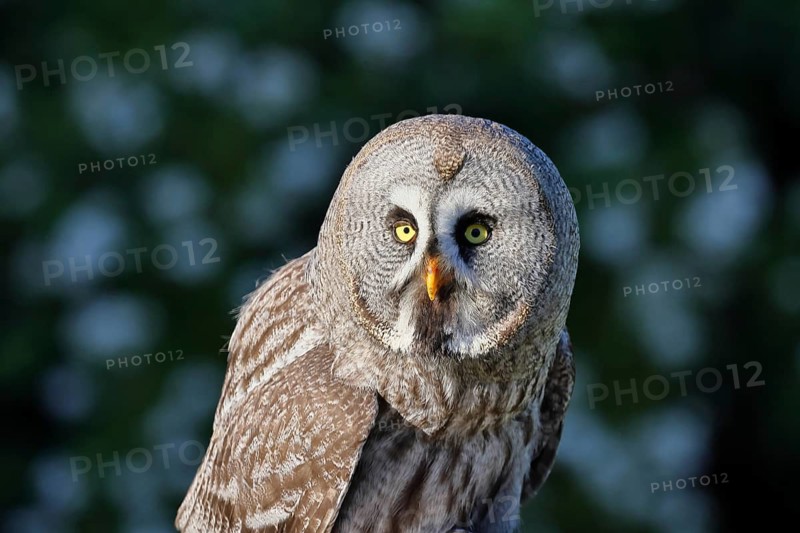 Great Grey Owl (Strix nebulosa), in captivity, detailed close-up, characteristic facial disc, head, portrait shot, Scandinavia's largest owl, common in Finland and Norway