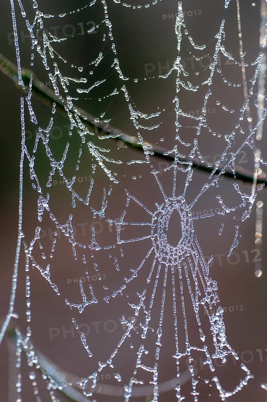 Ice cream, high size, portrait, ice, hoarfrost, rime, spider web, winter