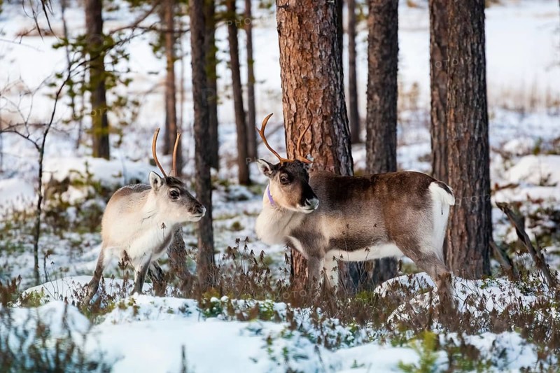 Animals, Mammals, Europe, Finland, Lapland, Reindeer in winter, Reindeer (Rangifer tarandus), Pair, two, Reindeer, Finnish Lapland