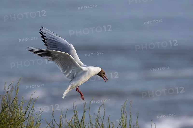 A black-headed gull (Chroicocephalus ridibundus) returns to its mate on the nest, breeding colony, bird colony, seabird colony, beach bird, coastal bird, Eidersperrwerk, June, Germany