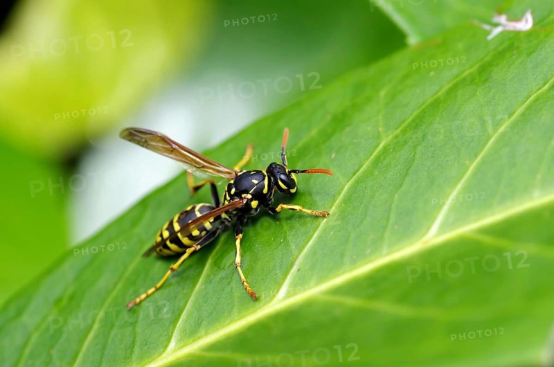 House field wasp (Polistes dominula), yellow, black, close-up, leaf