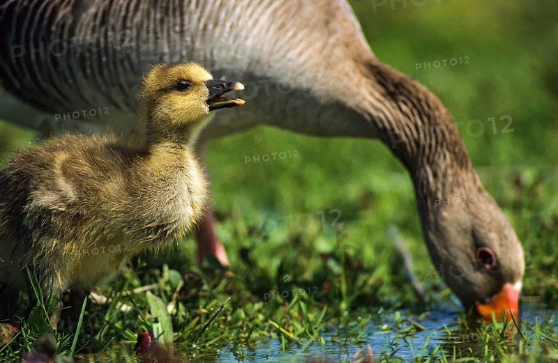 Anser Anser, Dune Boy, Greylag or Graylag Goose, Grelag Goose, Chick, Anatidae, Birds, Duckbirds, Female, Goose, Geese, Gössel, Leo, Pullus, Potion, Birds, Waterbirds, Watering Place, Female