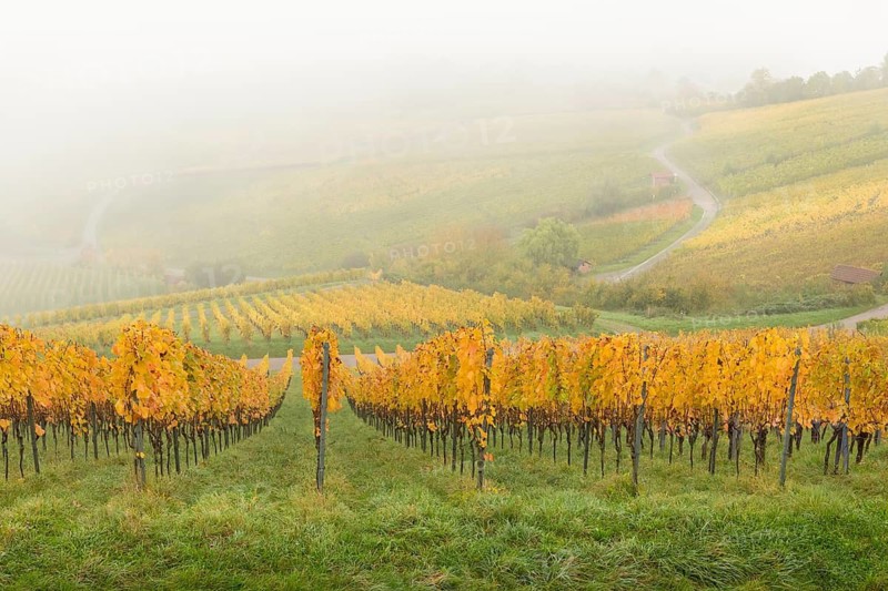 Hilly vineyard in fog with yellow leaves and green meadows, Korb im Rems Valley, Baden-Württemberg, Germany