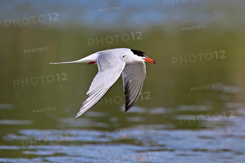 Common tern (Sterna hirundo), in flight, Saintes-Marie-de-la-Mer, Camargue, southern France, France