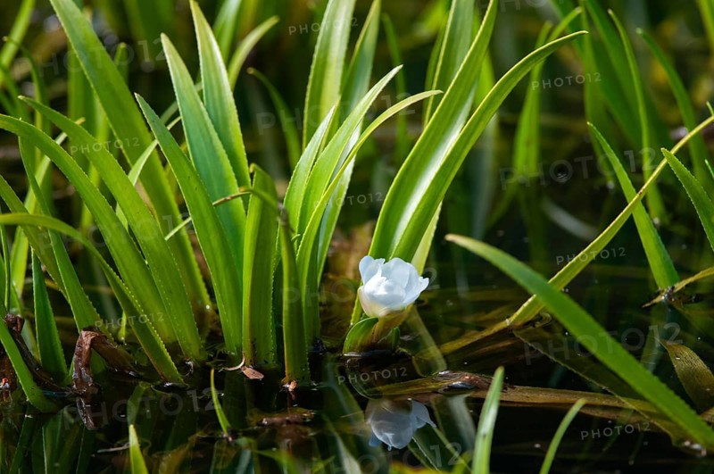 Frogbite family Hydrocharitaceae, Stratiotes aloides, Flora, Crab Scissor, Plants, Water Pineapple, Water Soldiers
