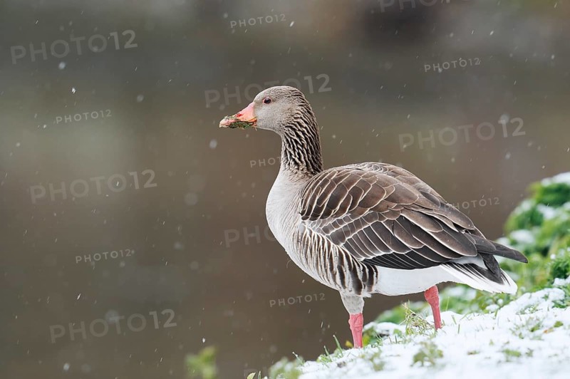 Greylag geese (Anser anser) during a spell of winter weather in spring, snow in North Rhine-Westphalia, Germany