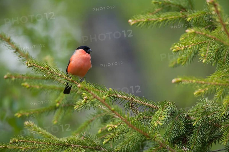 Eurasian bullfinch (Pyrrhula pyrrhula) adult male bird in a fir tree, Finland