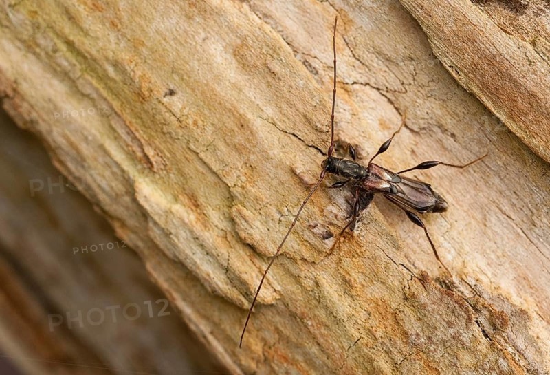 Dark-shelled short-blanket buck, spruce short-blanket buck, small wasp buck, molorchus minor, short-winged longhorn beetle, beetle, longhorn beetle, coleoptera, insects, beetles