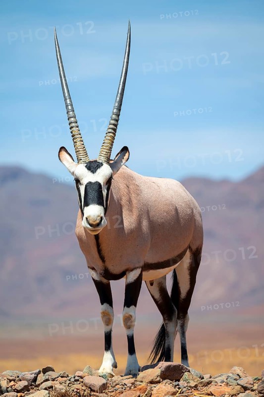 Oryx gazella, oryx antelope, Namib Desert, Namibia