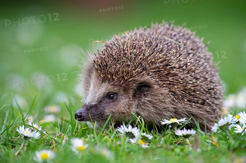 Cute hedgehog, brown-breasted hedgehog (Erinaceus europaeus) in the garden, Vechta, Lower Saxony, Germany