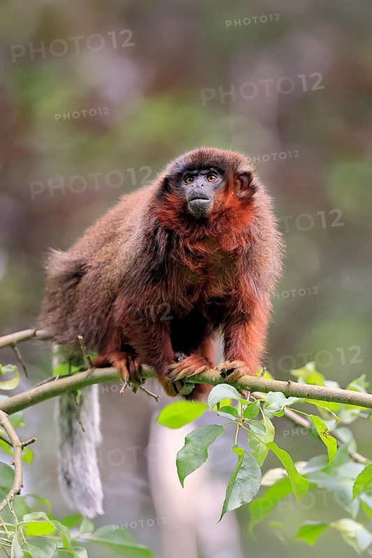 Coppery titi (Plecturocebus cupreus, syn.: Callicebus cupreus), adult, alert, tree, South America