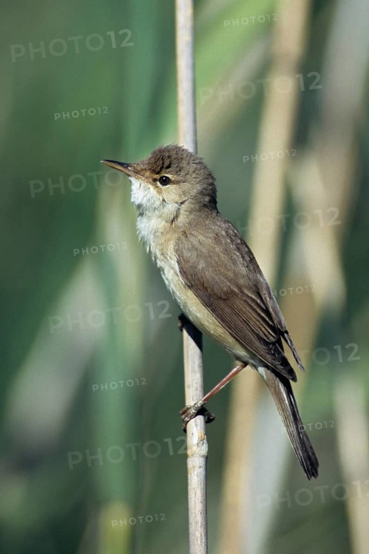 Acrocephalus Scirpaceus, Reed Warbler, Birds, Singing, High Size, Portrait, Leo, Male, Male, Passeri, Singing, Songbirds, Birds, Warbler