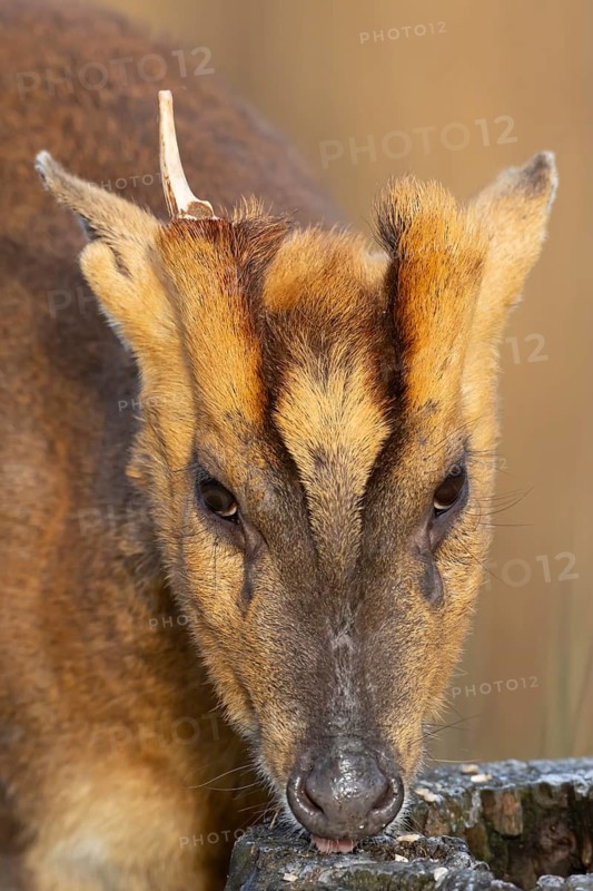Muntjac deer (Muntiacus reevesi) adult animal feeding, England, United Kingdom