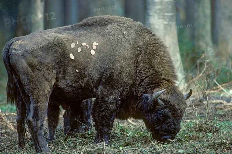 Artiodactyla, bison bonasus, European bison, even-toed ungulate, cloven-hoofed, bison, bull, leo, male, mammal, mammal