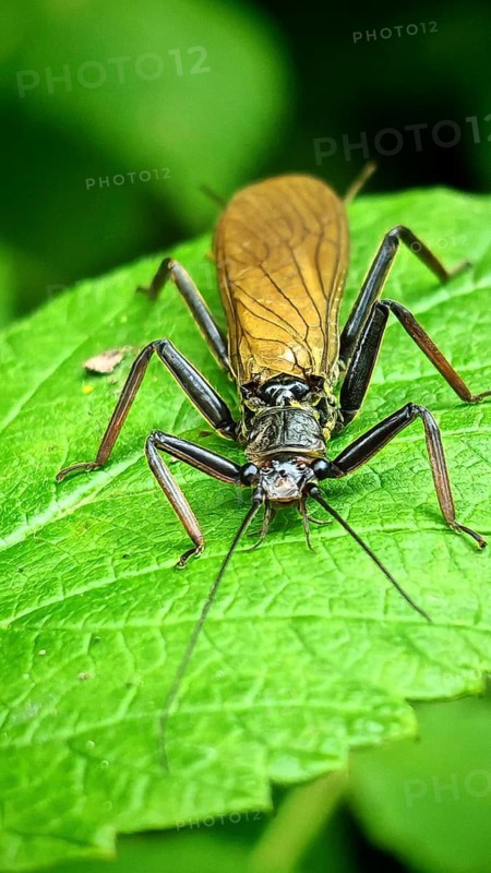 A close-up of a fringed stonefly (Perla marginata) perched on a large green leaf, Steinachklamm, Frankenwald nature park Park, Upper Franconia