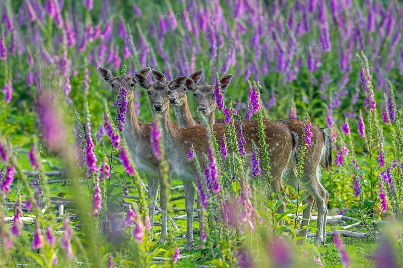 European fallow deer (Dama dama) four foraging does, females hiding in grassland, meadow with foxgloves in flower at edge of forest in spring