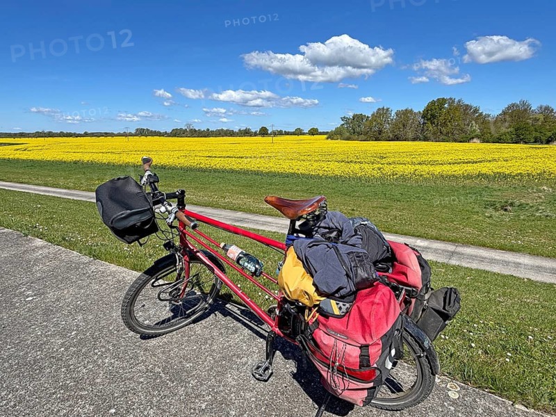 A loaded bicycle stands on a path next to a yellow rapeseed field under a blue sky, bicycle trips, Elbe, Neu-Bleckede, Mecklenburg-Western Pomerania, Germany