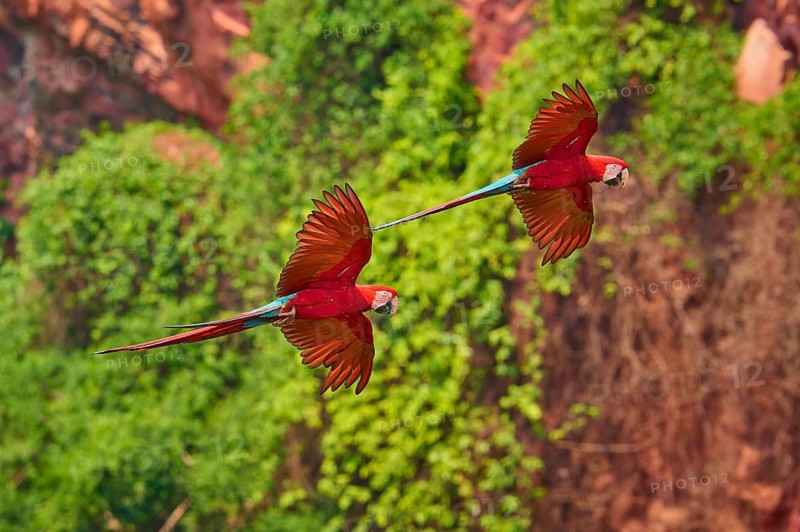 A pair of red parrots flies through the tropical vegetation in front of a rock face, Green-winged Macaw, or Dark Scarlet macaw (Ara chloroptera), Buraco Das Araras, Bonito, Pantanal, Brazil