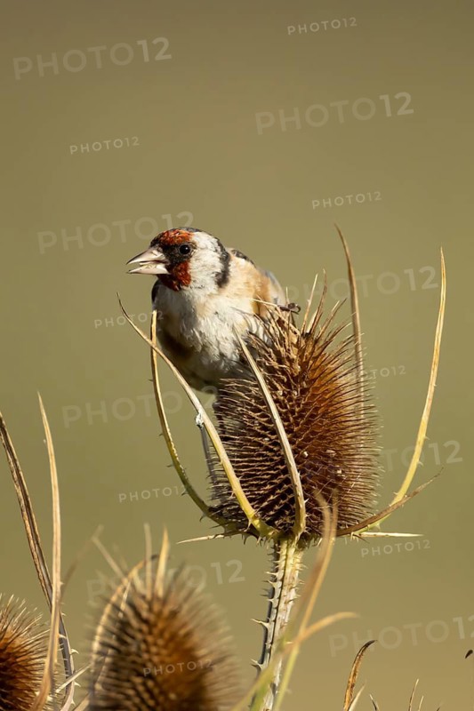 European goldfinch (Carduelis carduelis) adult bird feeding on a Teasel (Dipsacus fullonum) plant seedhead, England, United Kingdom