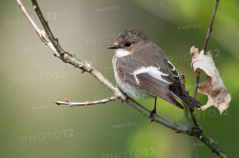 Ficedula hypoleuca, pied flycatcher, mourning snapper, mourning snapper, birds, male, passeri, songbirds, birds