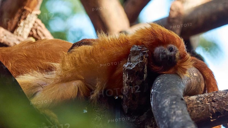 A red monkey is relaxing on a log, Loro Parque, Puerto de la Cruz, Tenerife, Canary Islands, Spain