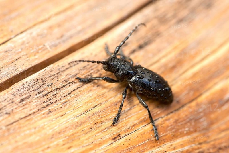 Cerambycidae, dorcadion fuliginator, grey-winged earthbuck, grey-winged longhorn beetle, Iberodorcadion fuliginator, variable trestle, beetle, longhorn beetle, coleoptera, insects, beetles