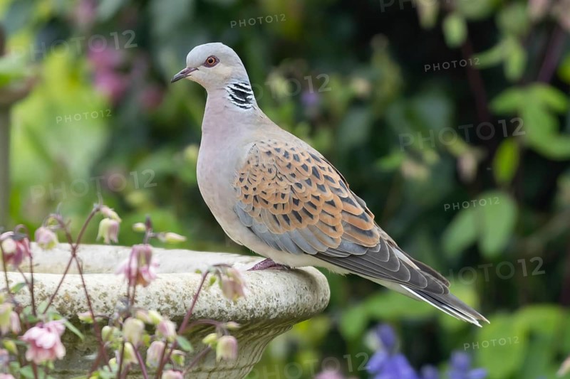 Turtle dove (Streptopelia turtur) adult bird on a garden bird bath, Suffolk, England, United Kingdom