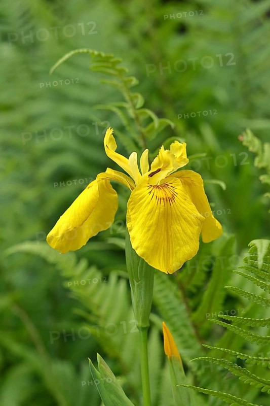 Marsh iris (Iris pseudacorus), yellow flower in a pond, Wilnsdorf, North Rhine-Westphalia, Germany
