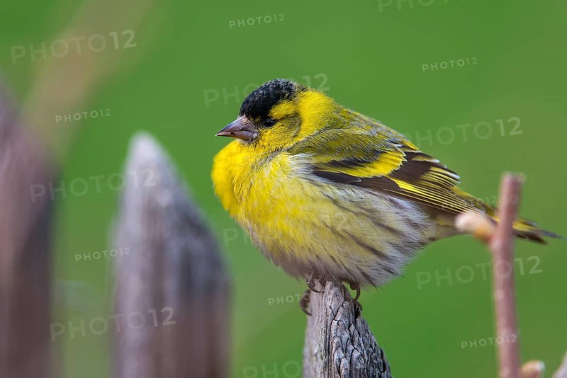 Carduelis spinus, siskin, spinus spinus, siskin, birds, garden, garden fence, male, passeri, songbirds, songbirds, birds