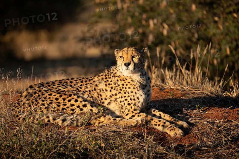 A cheetah (Acinonyx jubatus) is sitting on a hillock, basking in the morning sun, Namibia