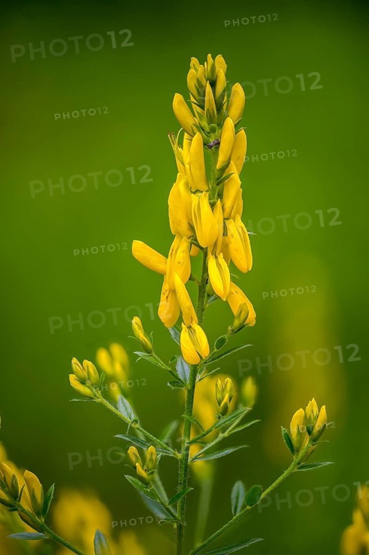 Fabaceae, Dyer's Greenweed, Genista Tinctoria, Dyer's Broom, Dyer's Greenweed, Flora, Broom, High Size, Portrait, Plants